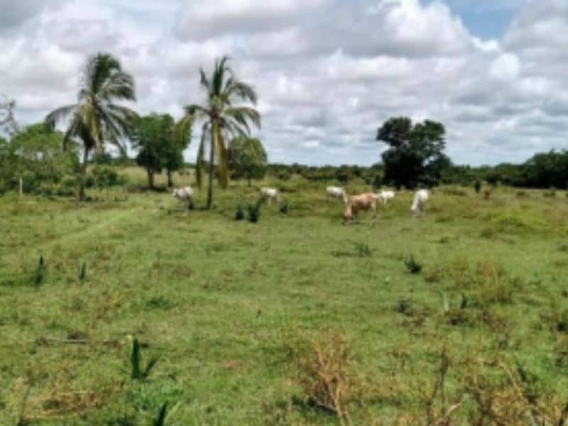 Finca Nueva Esperanza Vereda Carbonero Cód 152372