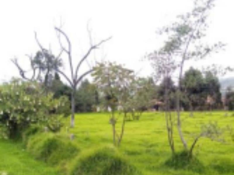 Lote Primera Franja Vereda Chunugua Cód 168962