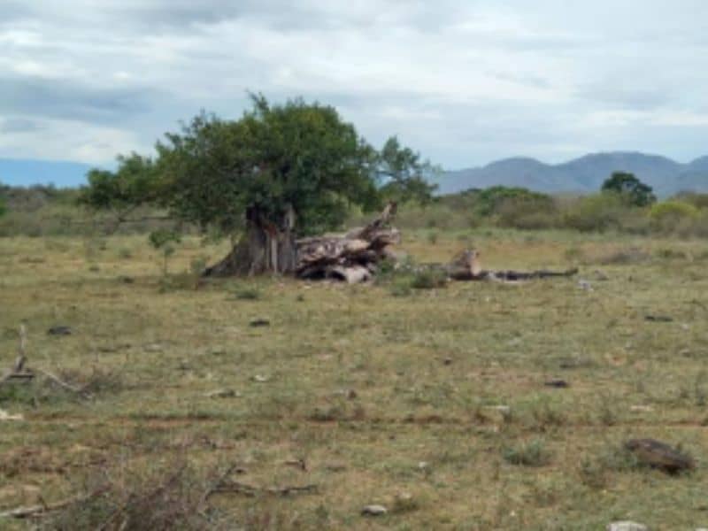 Finca Andalucía (Vereda Oriente) Cód 389008