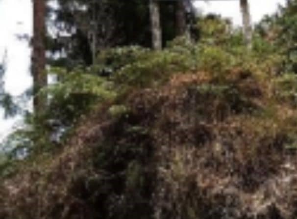 Finca La Cruz 1 – Vereda Yarumal Cód 472702