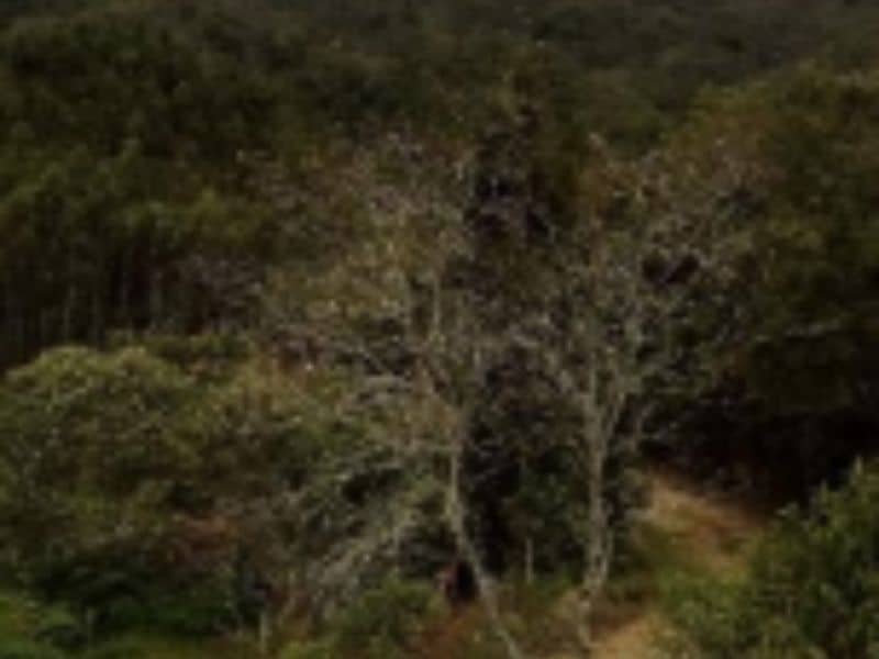Finca La Cruz 1 – Vereda Yarumal Cód 472702
