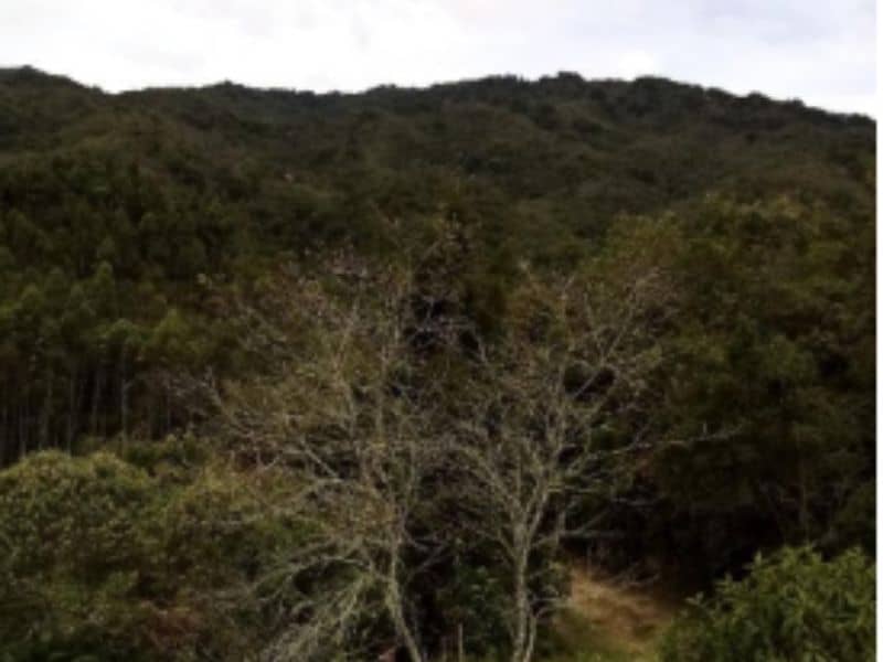 Finca La Cruz 2 – Vereda Yarumal Cód 472701