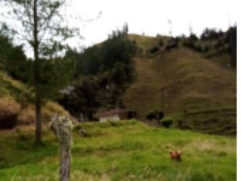 Finca La Cruz 2 – Vereda Yarumal Cód 472701