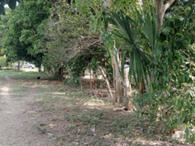 Finca La Bomba Cód 337309