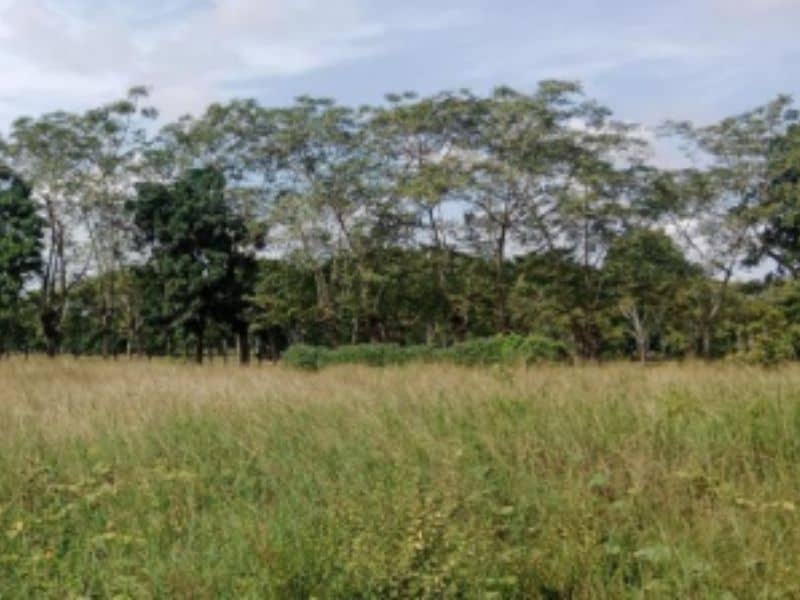 Finca La Bomba Cód 337309