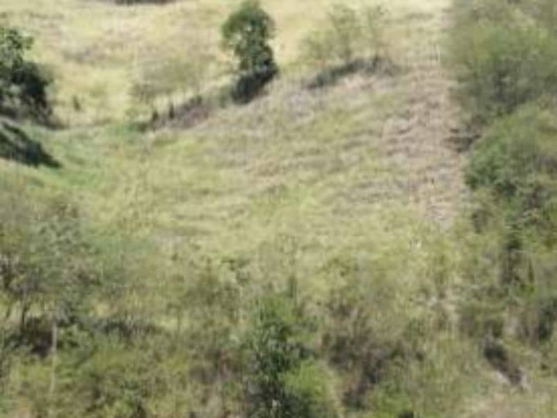 Vendido Finca La Vega- Vereda Camacho Cód 412191